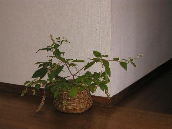 7-1yusyuyamagobou.jpg