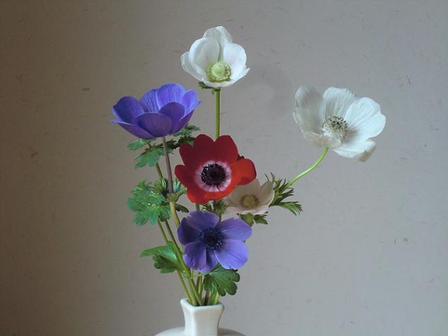 anemone-133.jpg