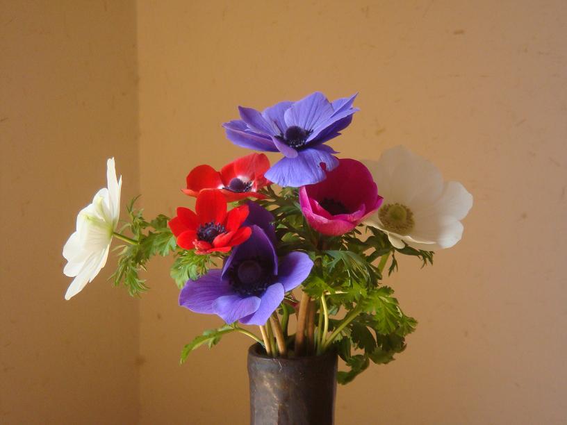 anemone.jpg