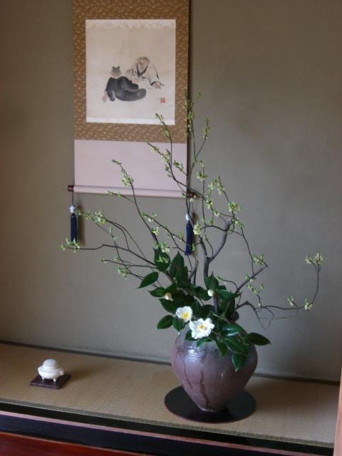 aomoji-sirotubaki.jpg