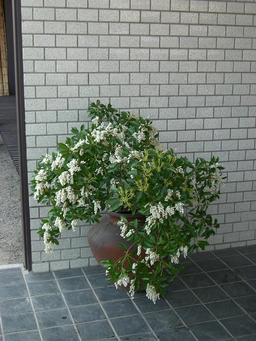 asibi-73.jpg