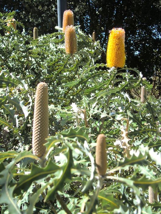 banksia.jpg