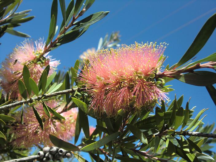 bottlebrush.jpg