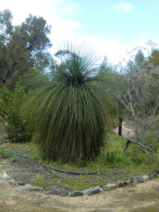 bushtree.jpg
