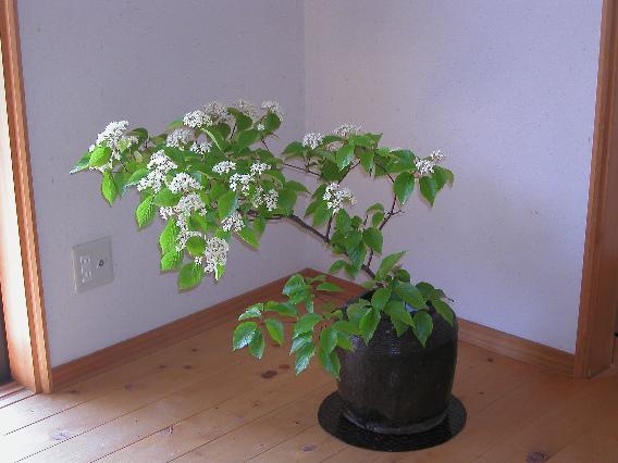 gamazumi-50.jpg