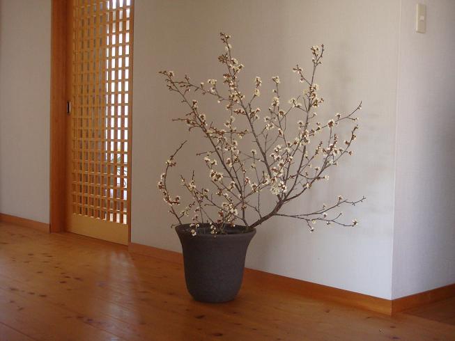 hakubai-95.jpg