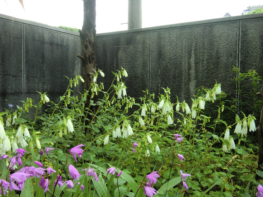 hotarubukuro-158.jpg