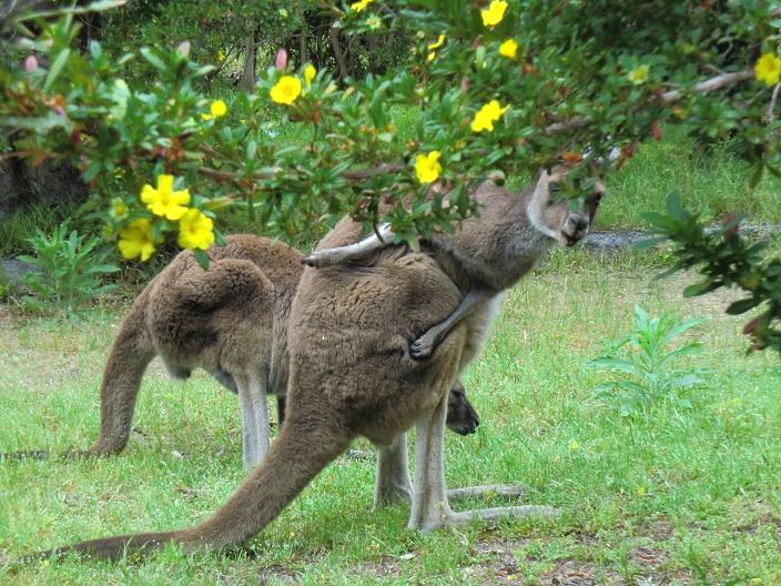 kangaroo.jpg