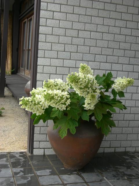 kasiwabaajisai-87.jpg