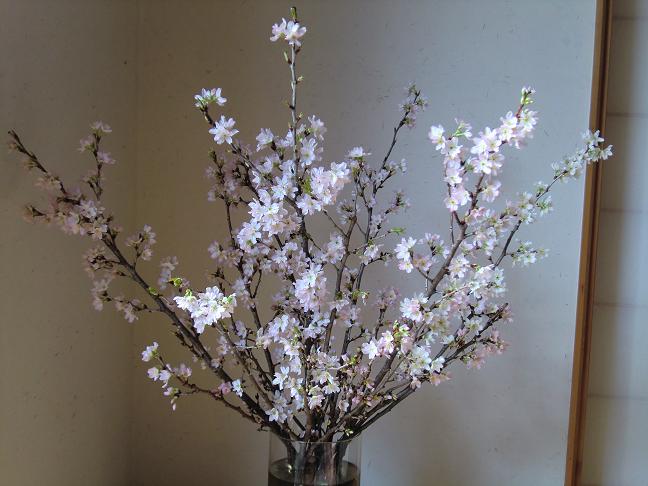 keiouzakura-119.jpg