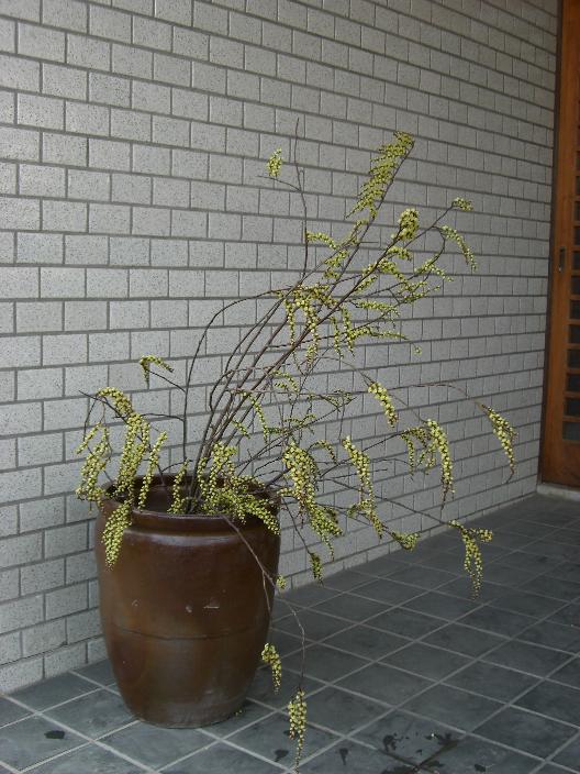kibusi.jpg