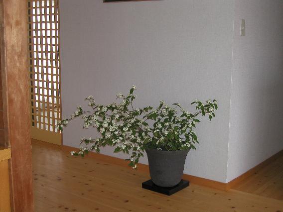 kobanogamazumi.jpg