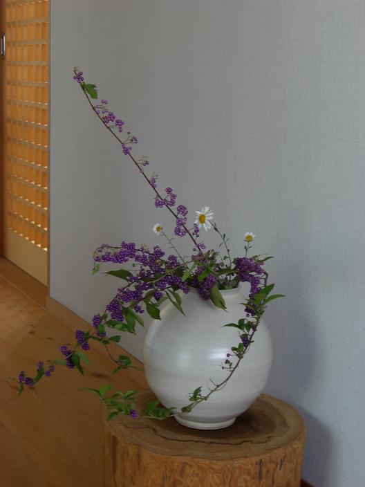 komurasaki-nogiku.jpg