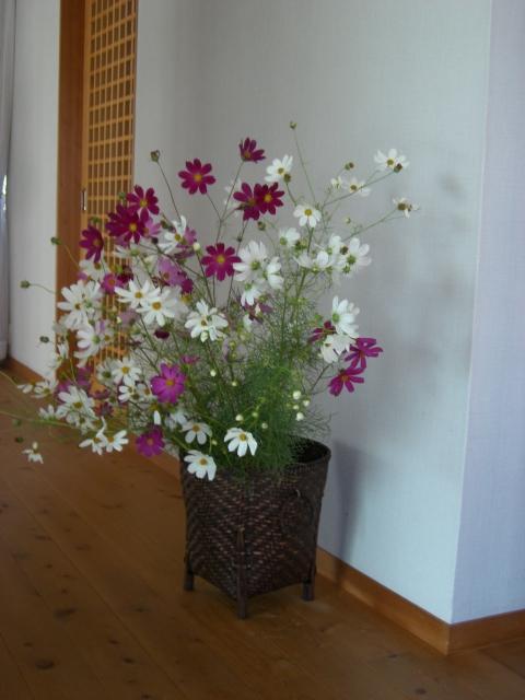 kosumosu-91.jpg