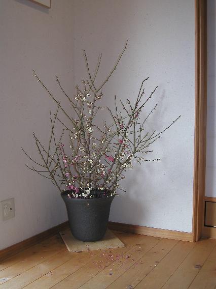 koubai-hakubai-47.jpg