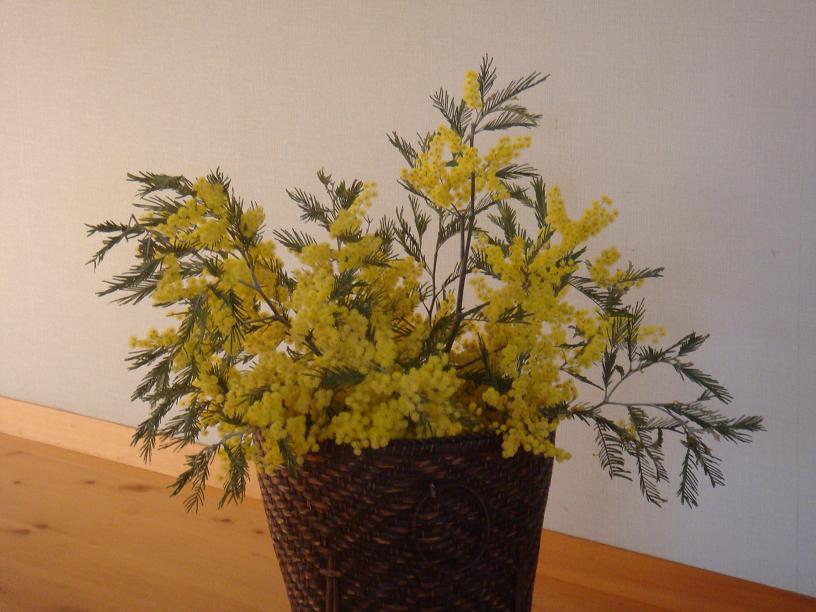 mimoza.jpg