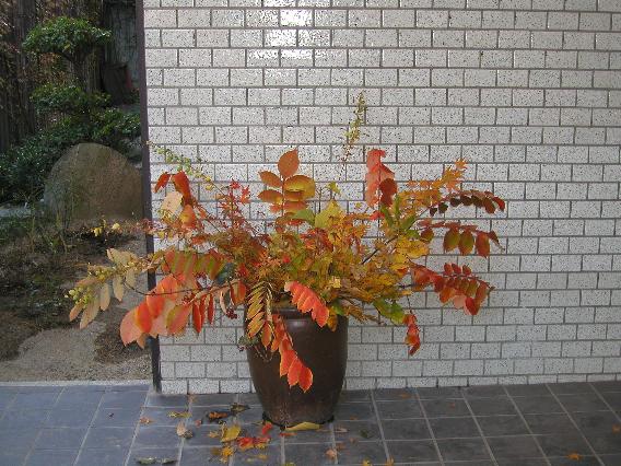 momiji-1.jpg