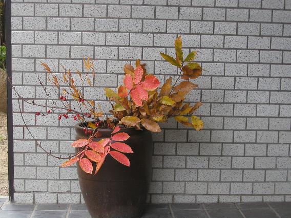 momiji-2.jpg