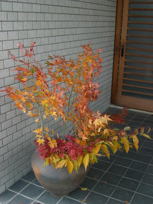 momiji-69.jpg