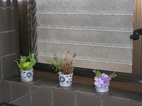 naohana-tukusi-syokaxtusai.jpg