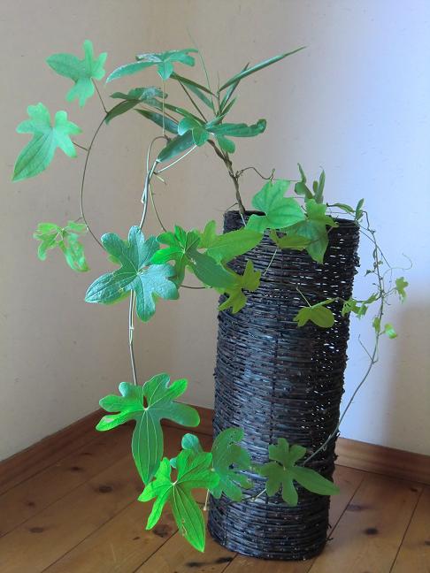 natukodati.jpg