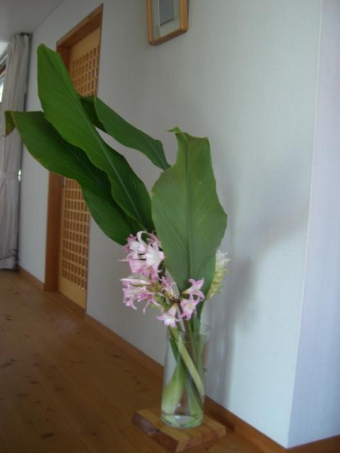 natuzuisenn-ukonn.jpg