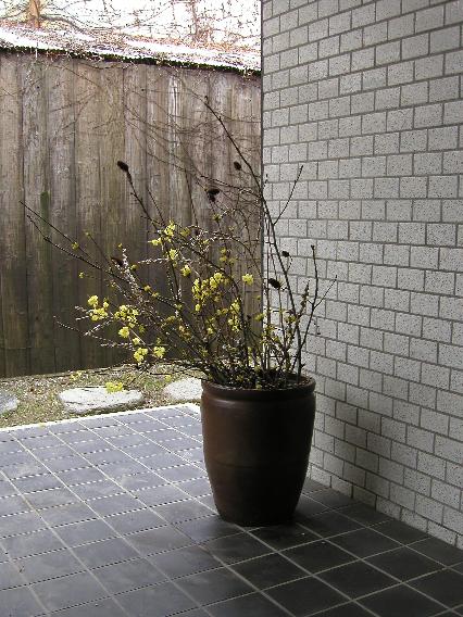 nekoyanagi-roubai.jpg
