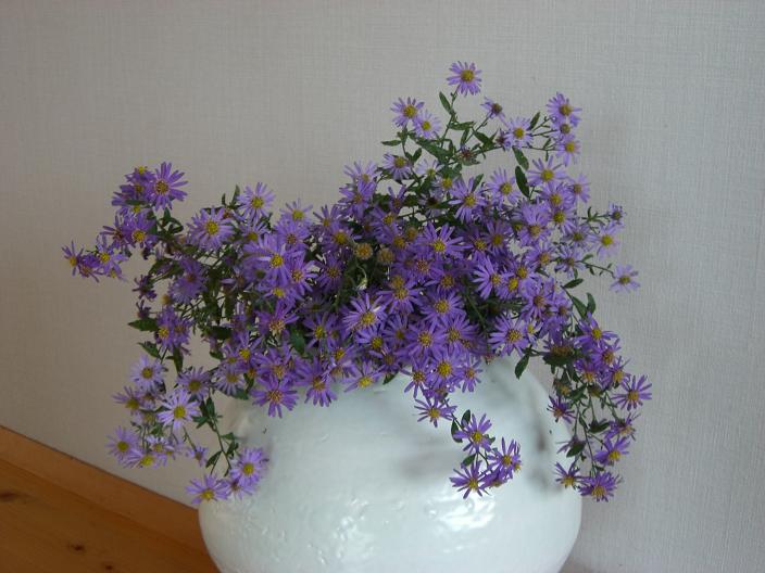 nokonngiku.jpg