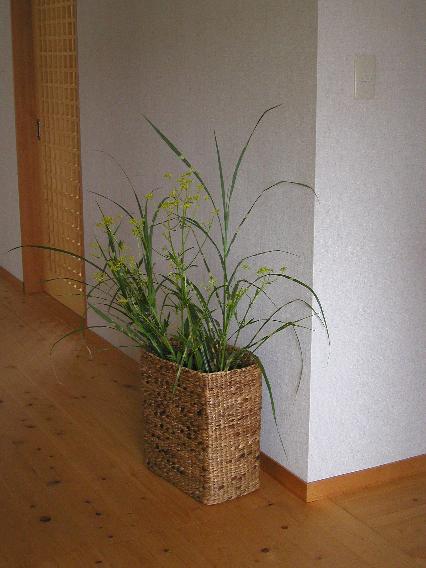 ominaesi.hotarugaya.jpg