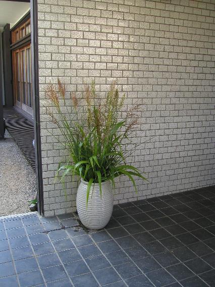 susuki-kibi.jpg