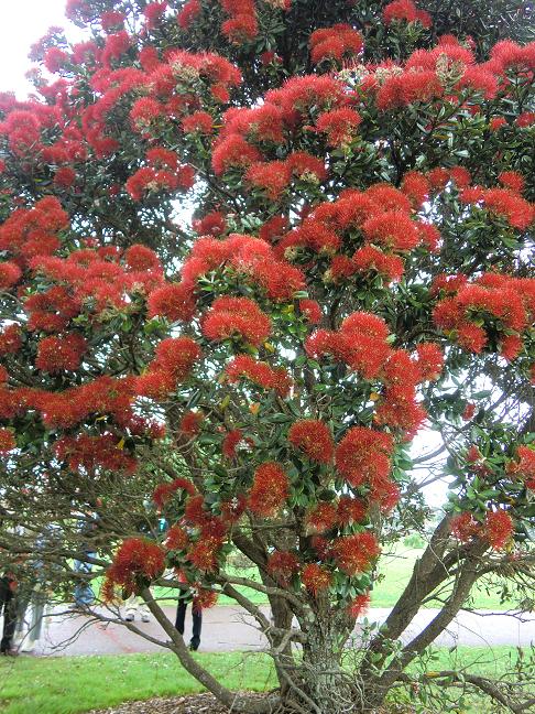 pohutukawa.jpg