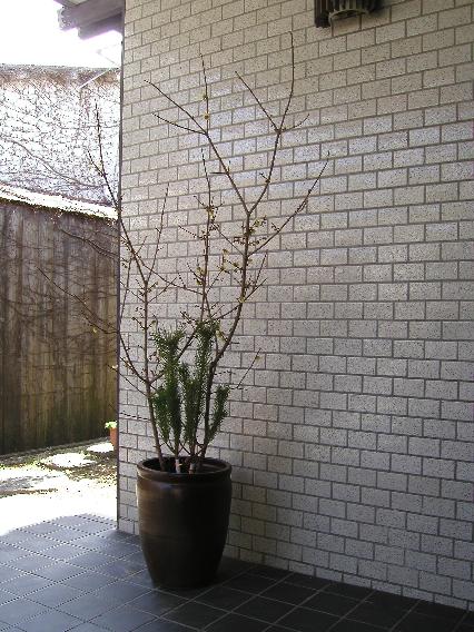roubai-matu.jpg