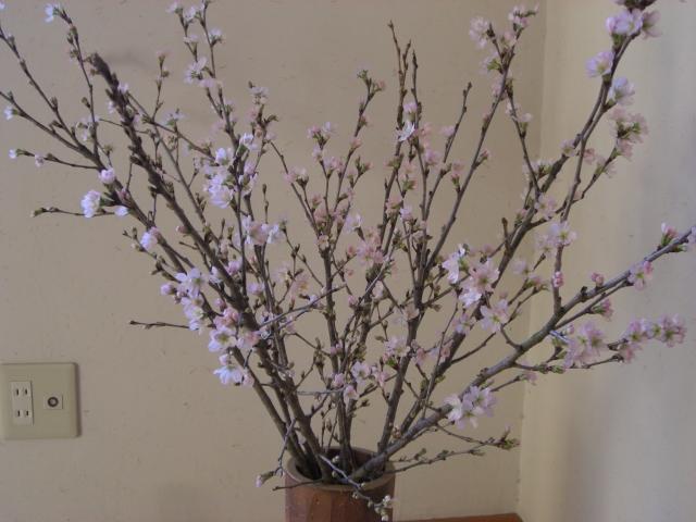 sakura-83.jpg