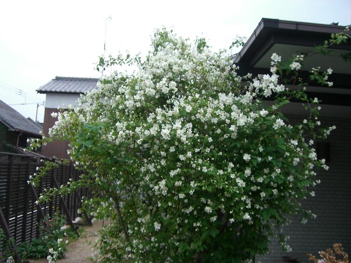 satukibai-74.jpg