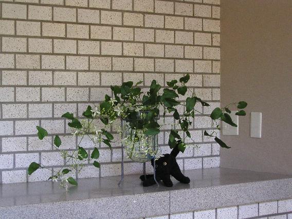 sennninnsou-neko.jpg