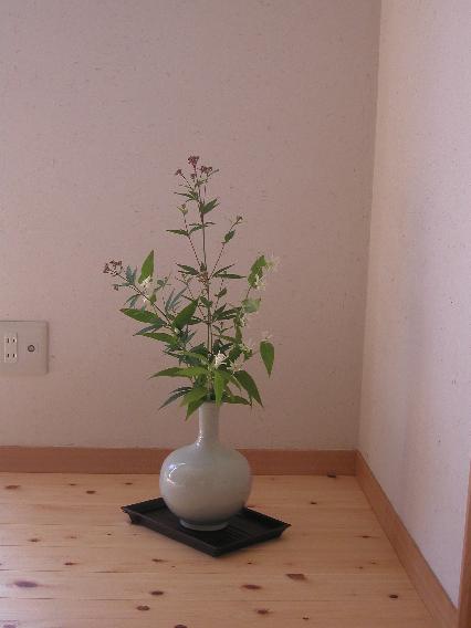 sirohototogisu-fujibakama.jpg