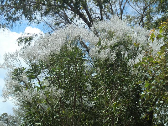 smokebush.jpg