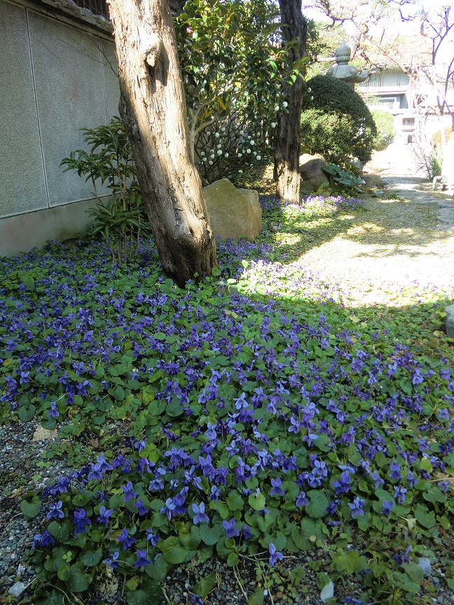 sumire-168.jpg