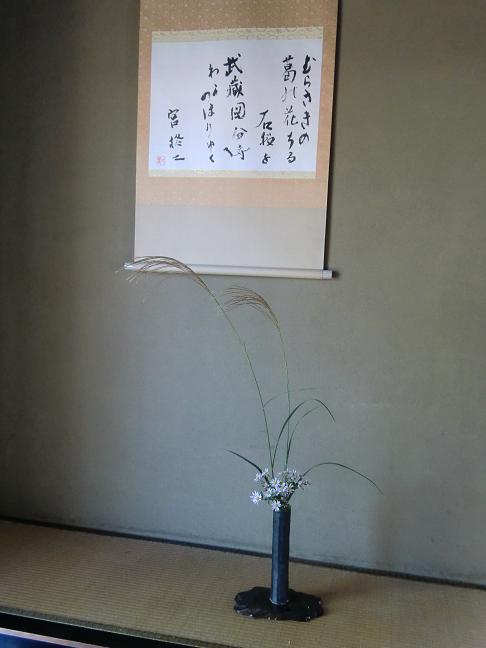 susuki-nokonngiku.jpg