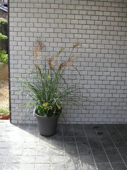 susuki-tuwabuki.jpg