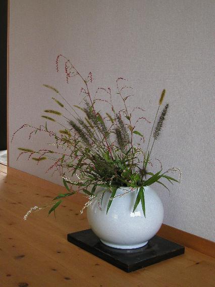 tade-tikarasiba-enokorogusa.jpg