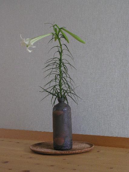 takasagoyuri-29.jpg