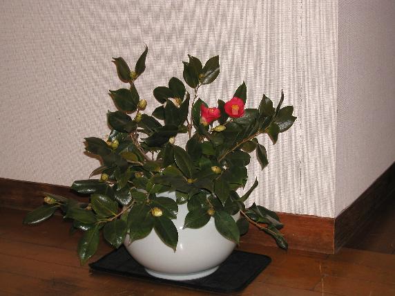 tubaki-tobe-maruhakuji.jpg