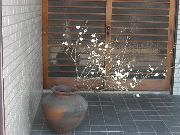 ume-71-soto.jpg