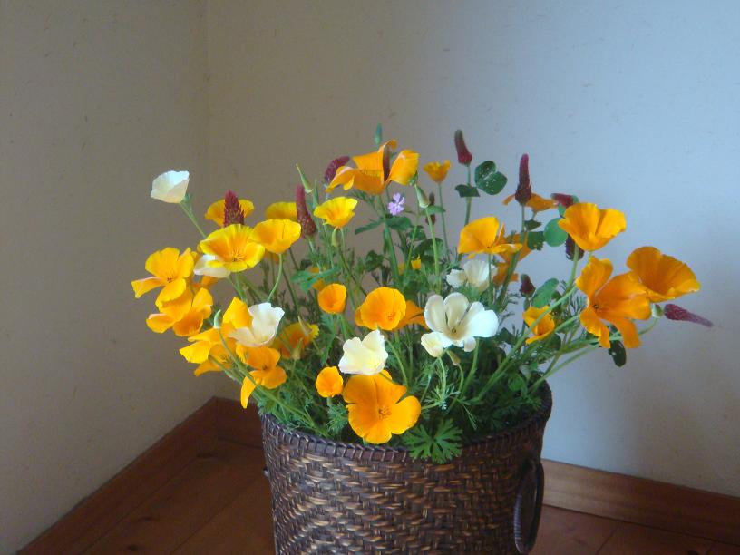 wildflower.jpg