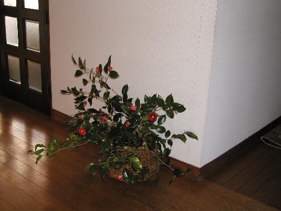 yabutubaki.jpg