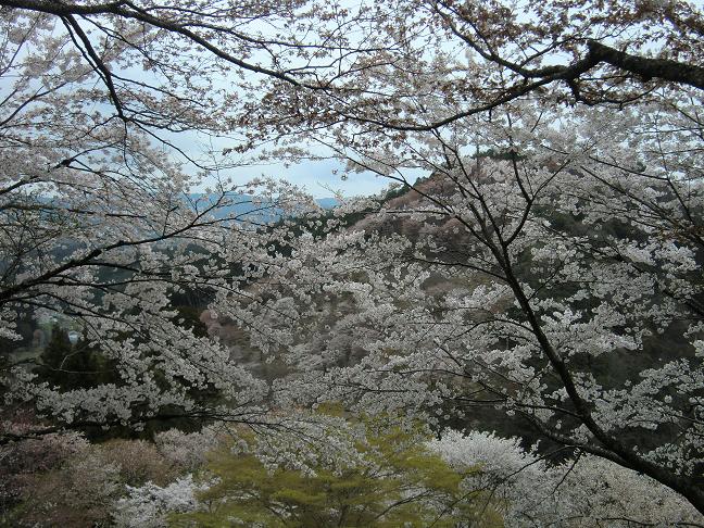yosinonosakura.jpg